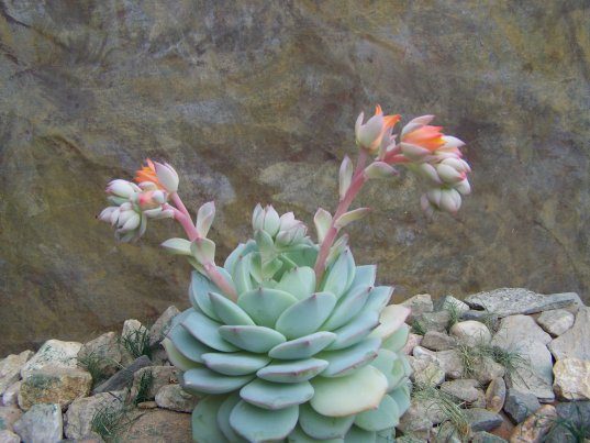 静雪 Echeveria 'Luber' 
