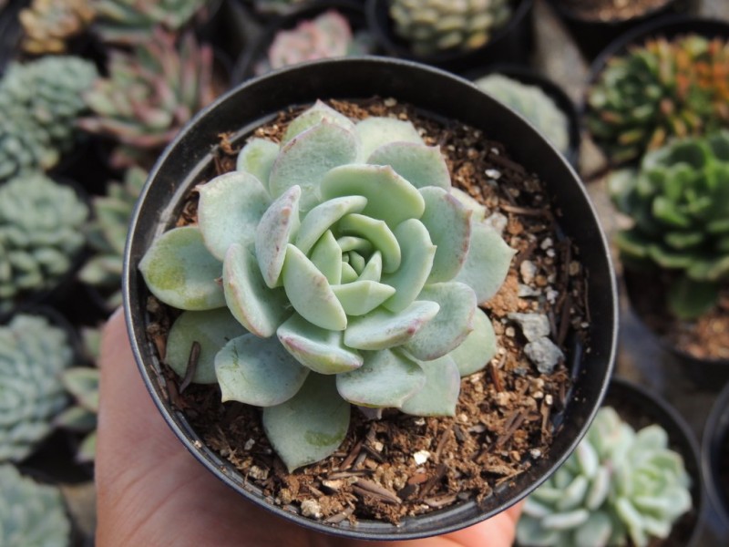 静雪 Echeveria 'Luber' 