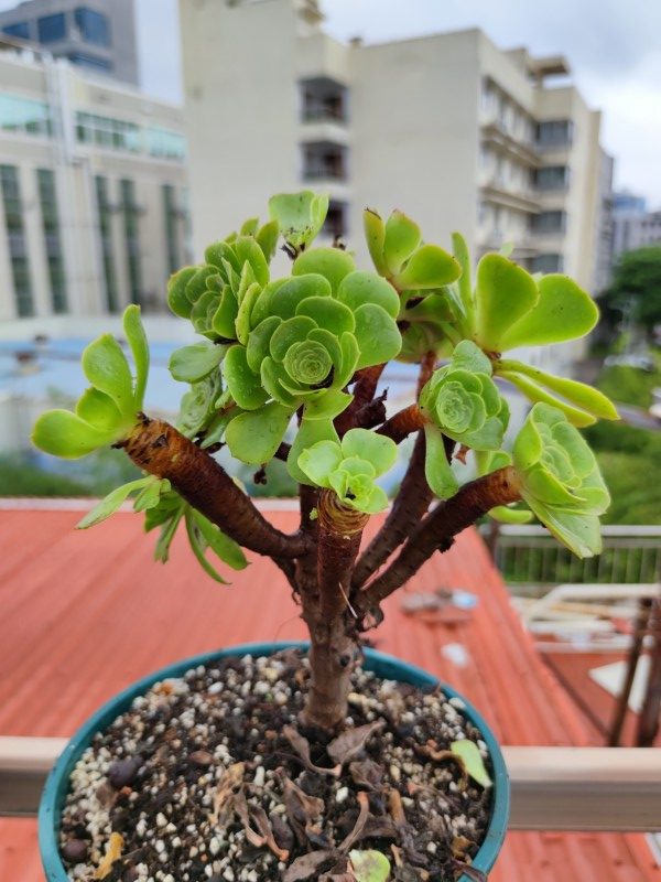 绿羊绒