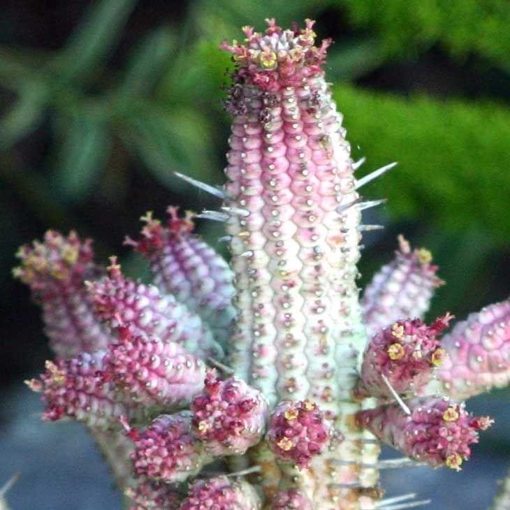 白桦麒麟 Euphorbia mammillaris 'Variegata'
