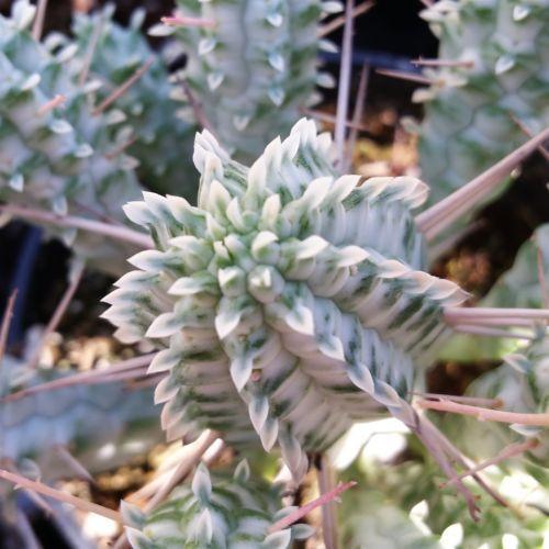 白桦麒麟 Euphorbia mammillaris 'Variegata'