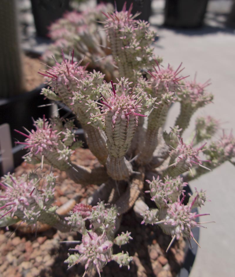 白桦麒麟 Euphorbia mammillaris 'Variegata'