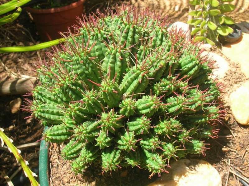 玉鳞凤 Euphorbia mammillaris