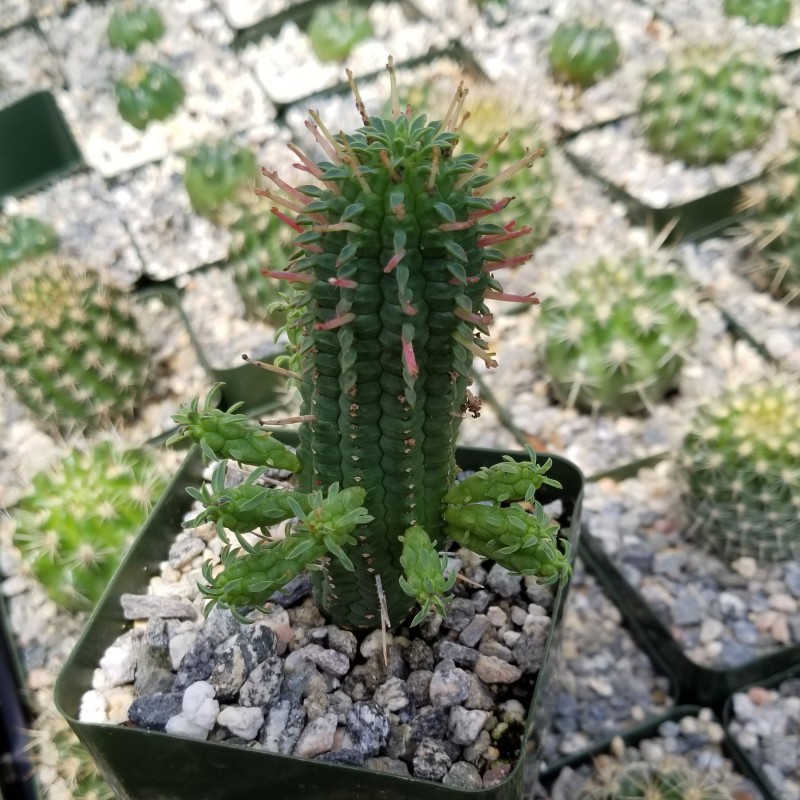 玉鳞凤 Euphorbia mammillaris