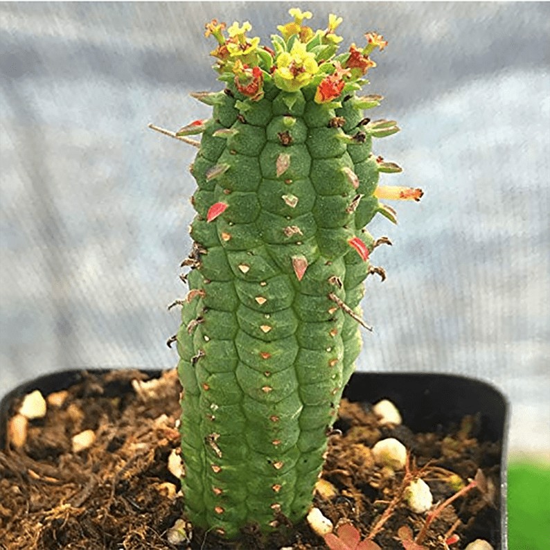 玉鳞凤 Euphorbia mammillaris