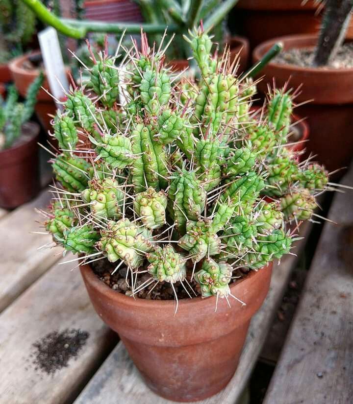 玉鳞凤 Euphorbia mammillaris