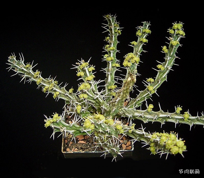 马沙麒麟 Euphorbia marsabitensis