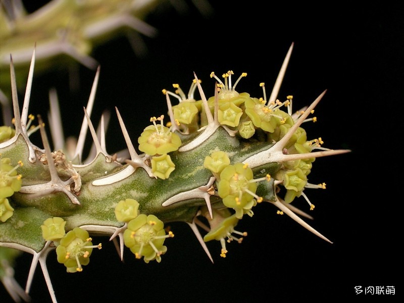 马沙麒麟 Euphorbia marsabitensis