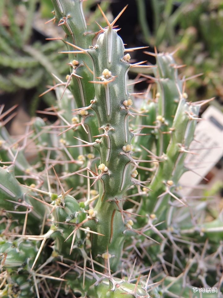 马沙麒麟 Euphorbia marsabitensis