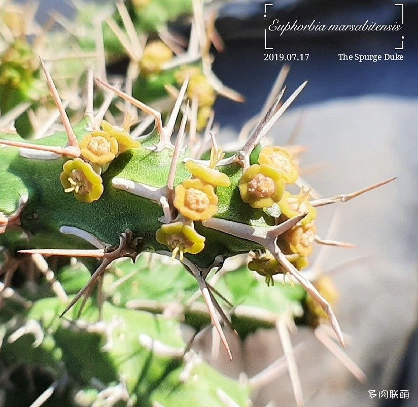 马沙麒麟 Euphorbia marsabitensis