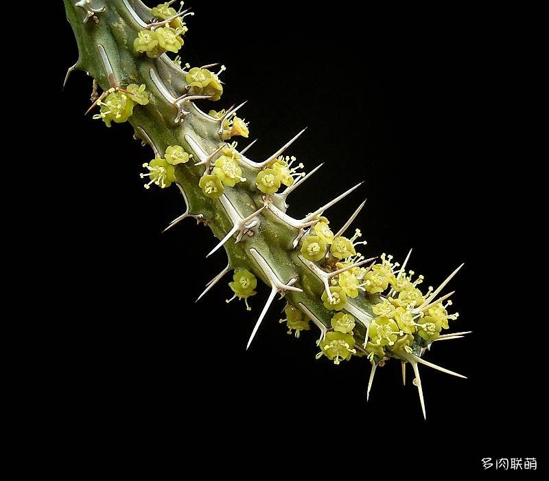 马沙麒麟 Euphorbia marsabitensis