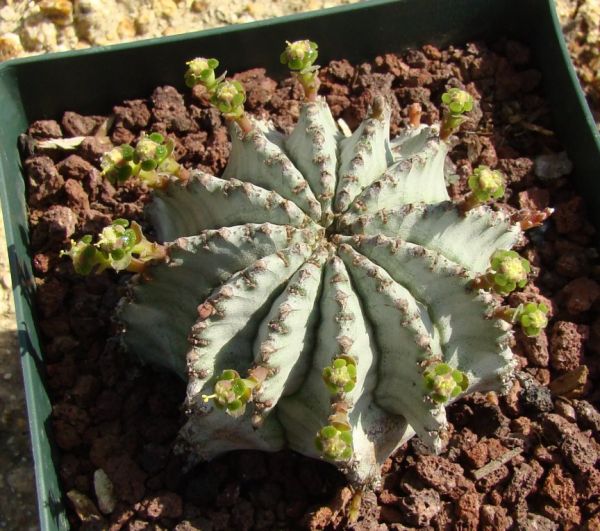 Euphorbia horrida v. minor