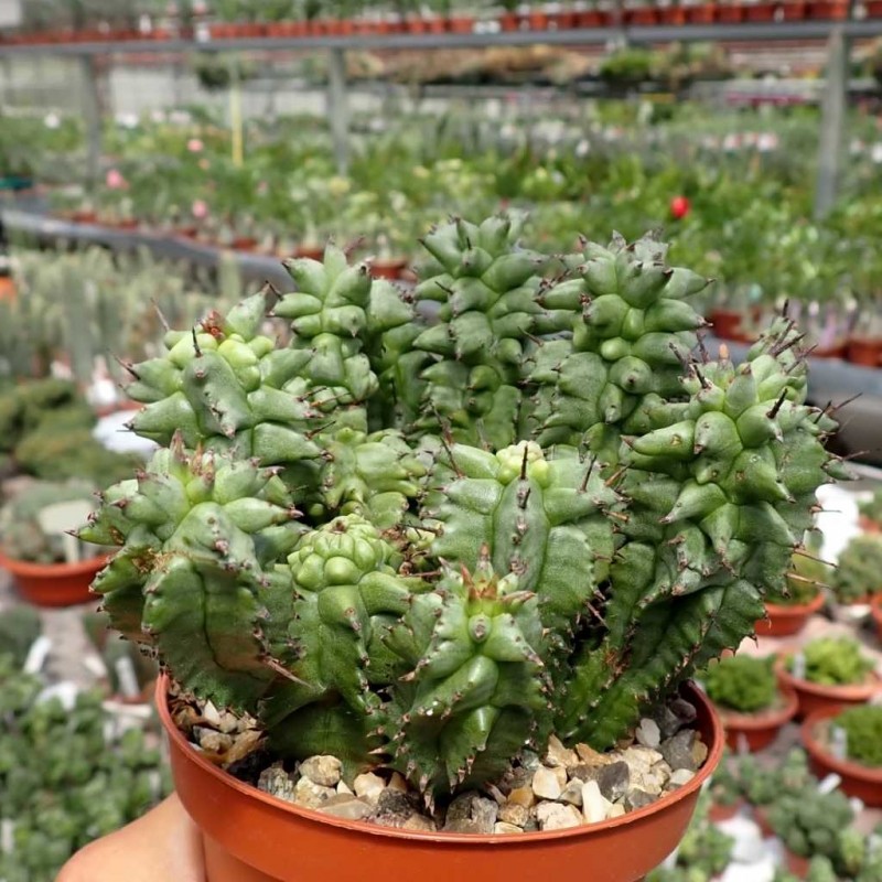 Euphorbia horrida f. monstrosa