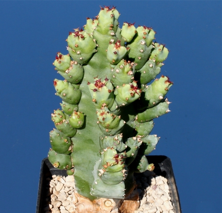 Euphorbia resinifera f. monstruosa，白角麒麟石化形态