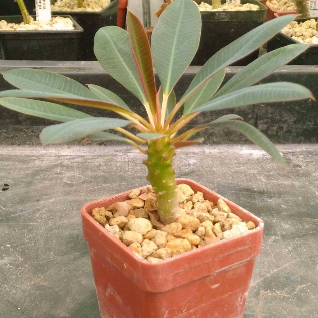 瓶干麒麟 Euphorbia pachypodioides
