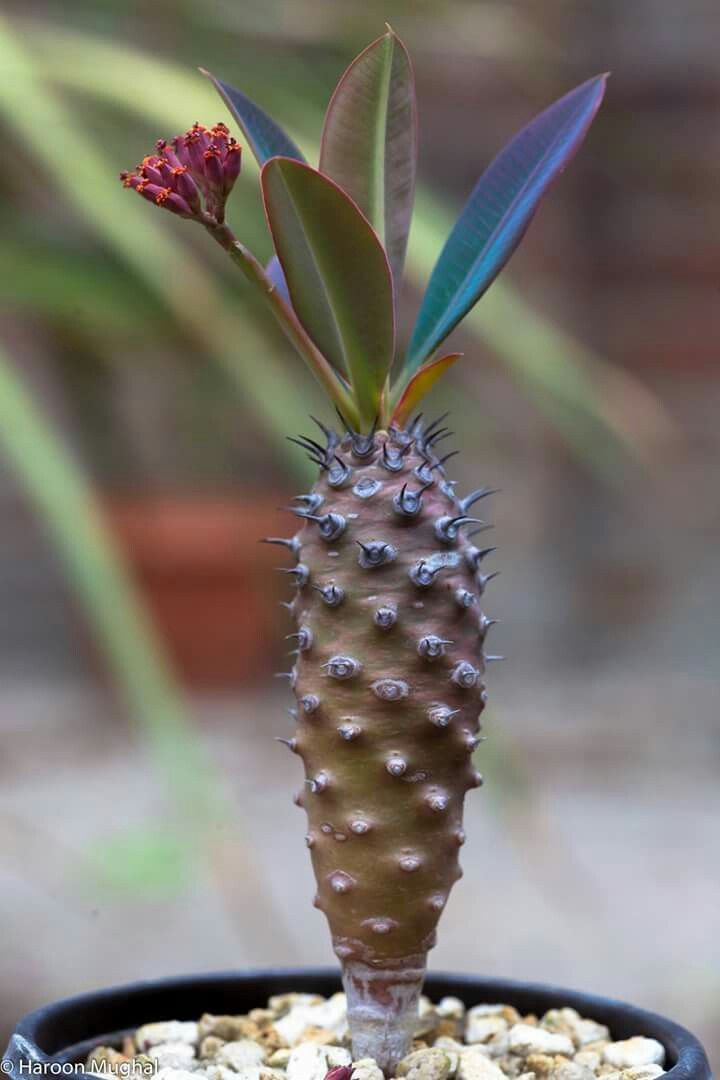 瓶干麒麟 Euphorbia pachypodioides