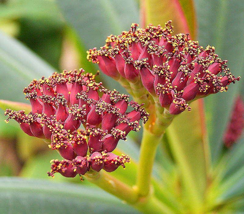 瓶干麒麟 Euphorbia pachypodioides