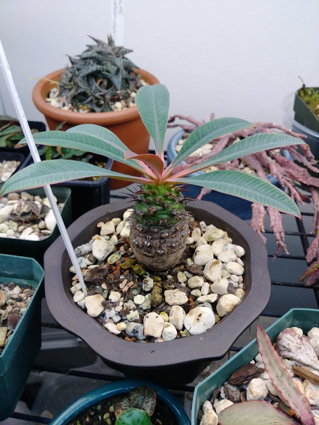 瓶干麒麟 Euphorbia pachypodioides
