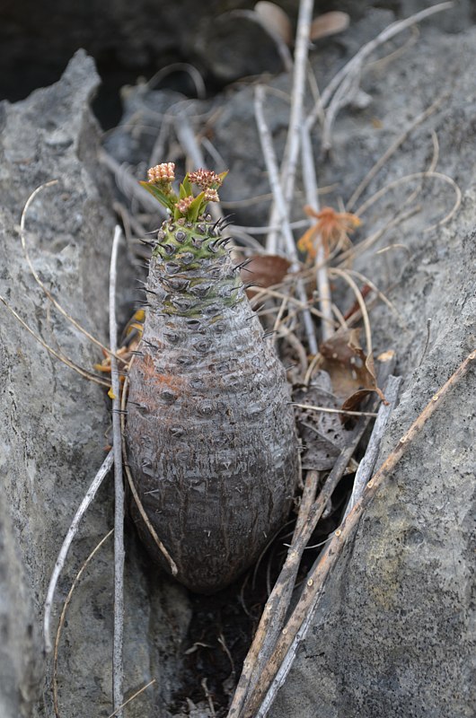 瓶干麒麟 Euphorbia pachypodioides