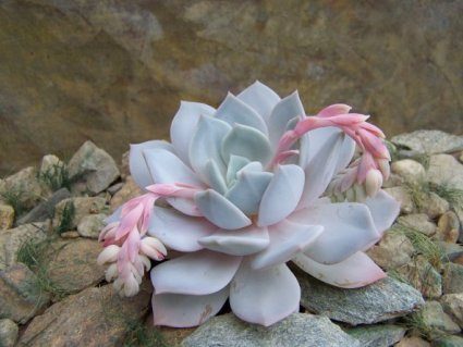 珍珠 Echeveria 'Pearl' 