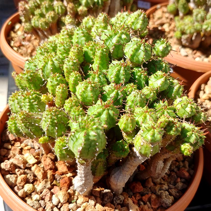 姬麒麟 Euphorbia submammillaris