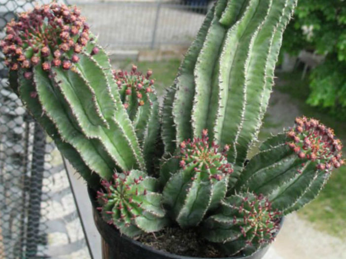 多棱柱 Euphorbia polygona