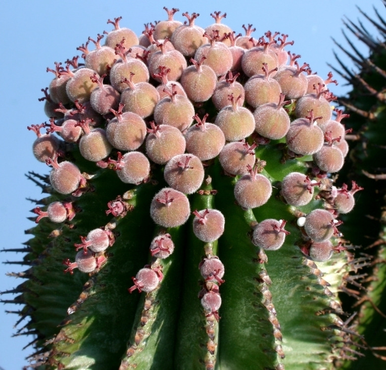 多棱柱 Euphorbia polygona
