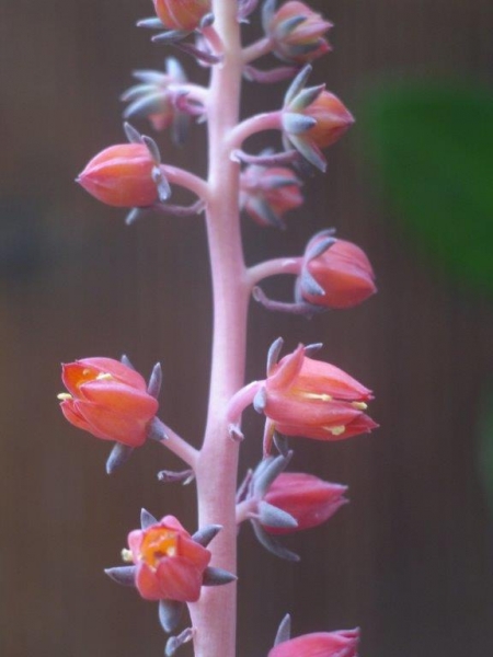摩莎 Echeveria racemosa