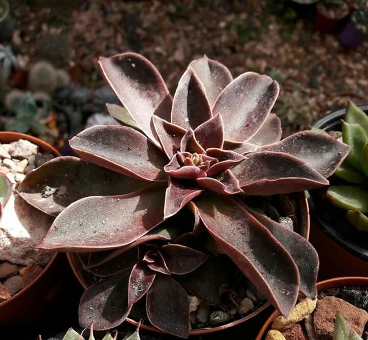 摩莎 Echeveria racemosa