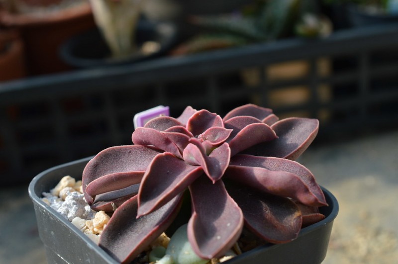 摩莎 Echeveria racemosa