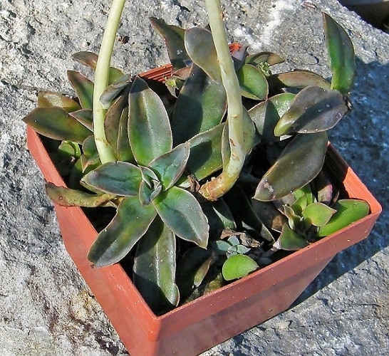 摩莎 Echeveria racemosa