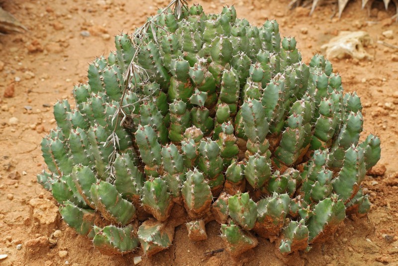 白角麒麟 Euphorbia resinifera