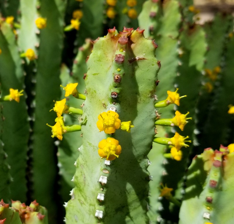 白角麒麟 Euphorbia resinifera