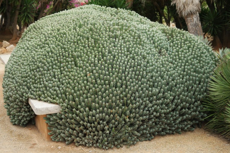 白角麒麟 Euphorbia resinifera