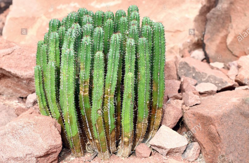 白角麒麟 Euphorbia resinifera