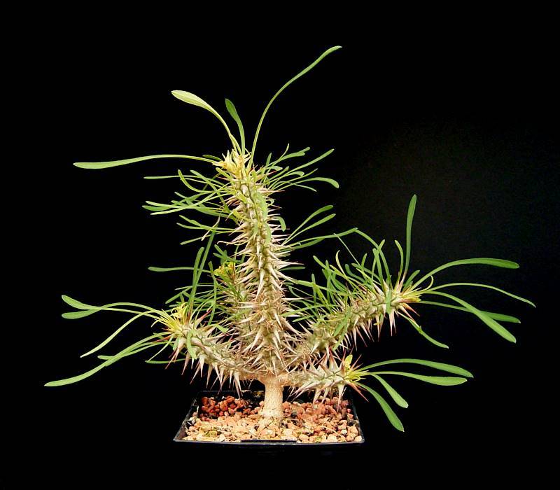 罗氏麒麟 Euphorbia rossii