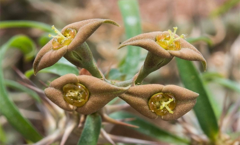 罗氏麒麟 Euphorbia rossii