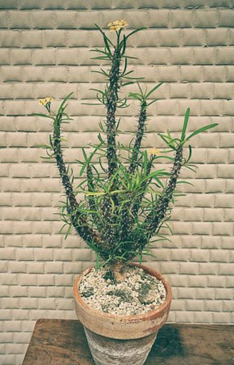 罗氏麒麟 Euphorbia rossii