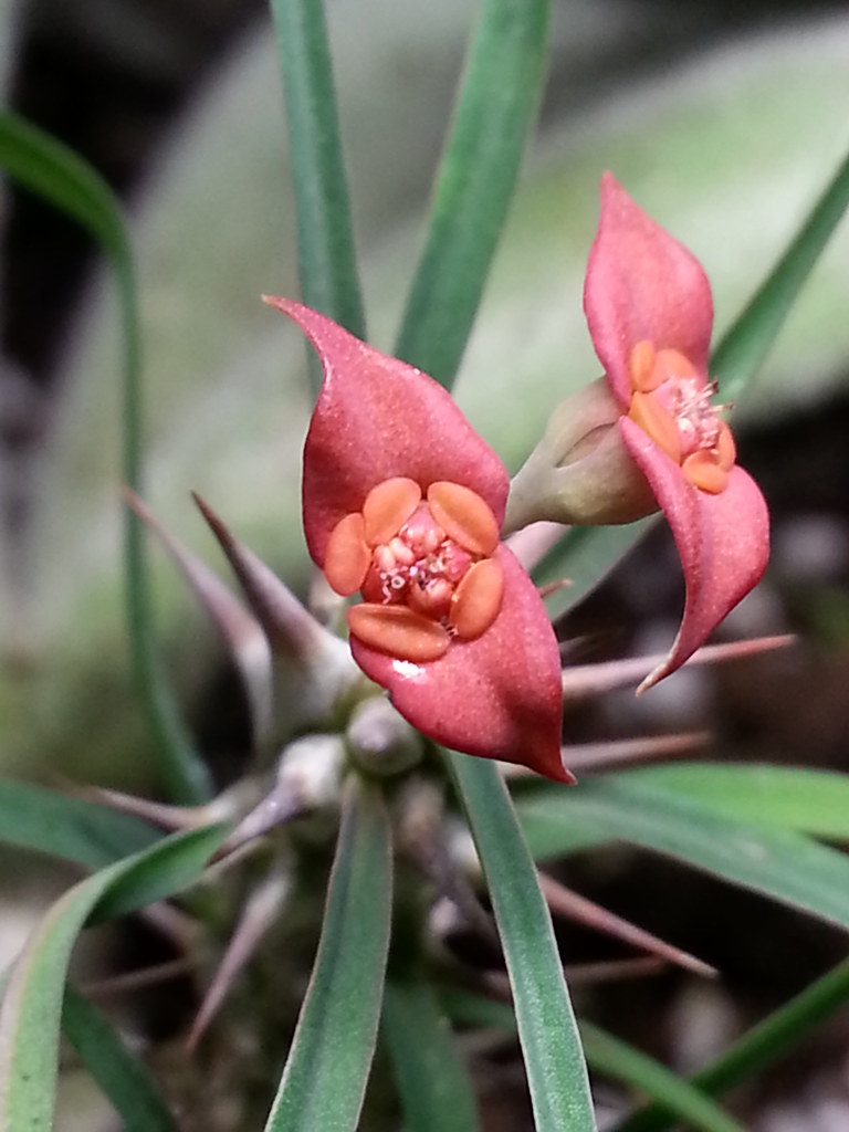 罗氏麒麟 Euphorbia rossii