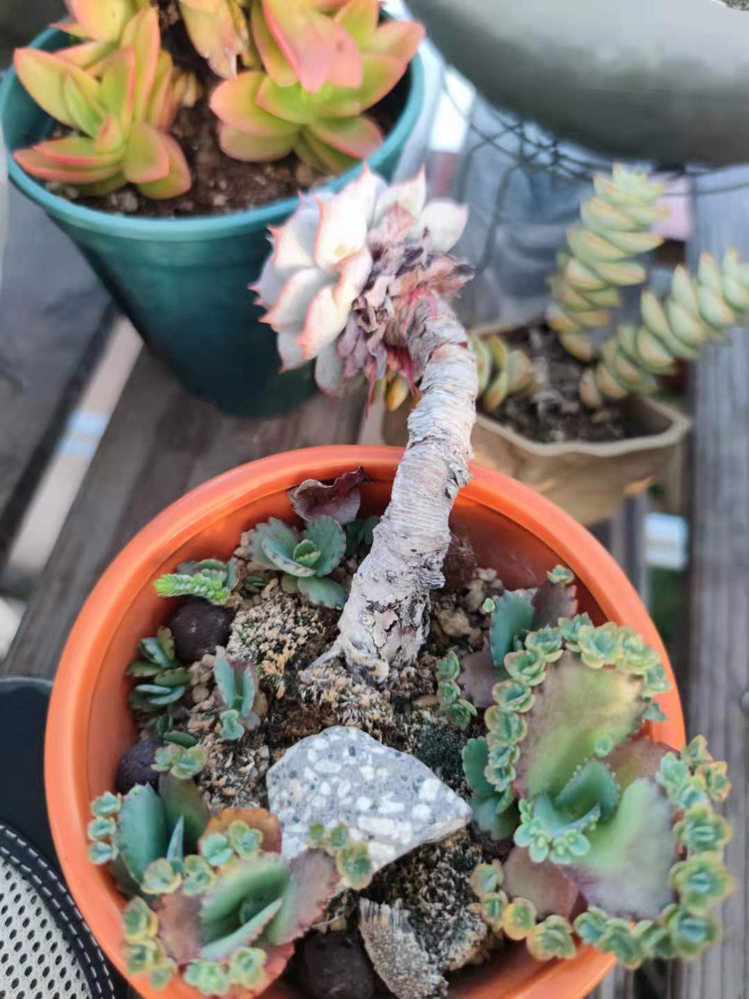 蓝石莲