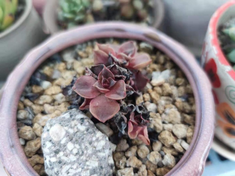 蒂凡尼 