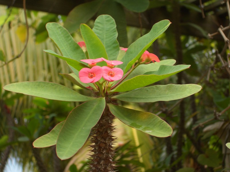 虎刺梅变种 Euphorbia milii var. splendens