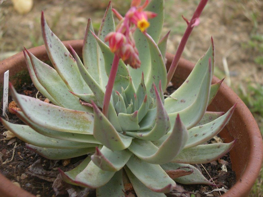  浮岳莲 Echeveria subalpina