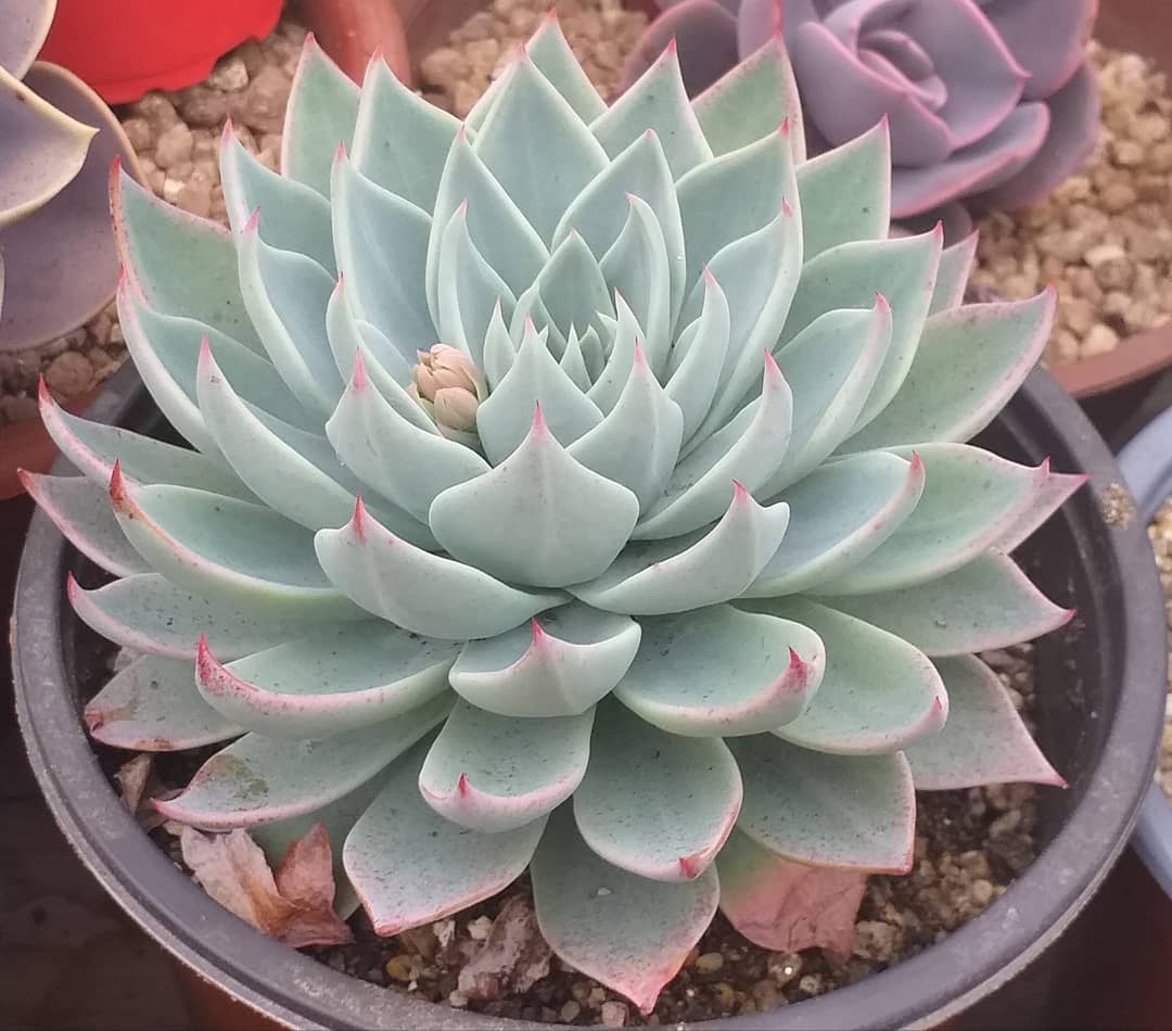 浮岳莲 Echeveria subalpina