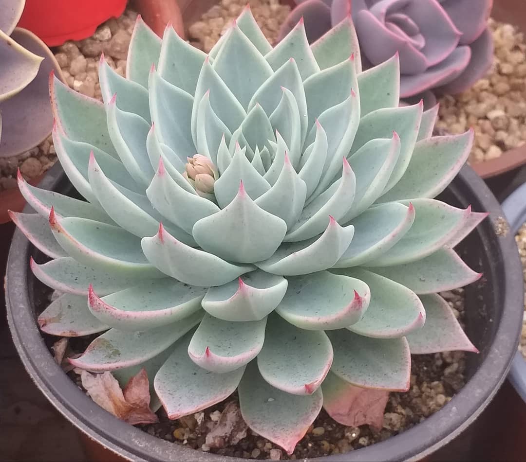  浮岳莲 Echeveria subalpina