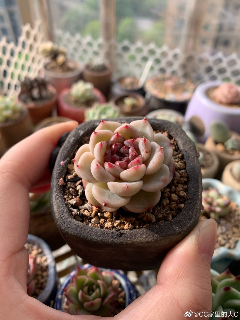 天鹅绒 Echeveria 'Red Velvet'