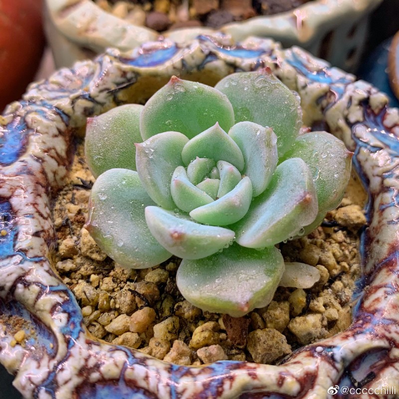 天鹅绒 Echeveria 'Red Velvet'