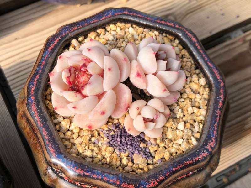 天鹅绒 Echeveria 'Red Velvet'