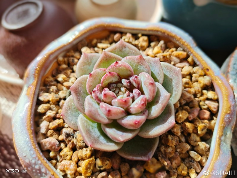 天鹅绒 Echeveria 'Red Velvet'