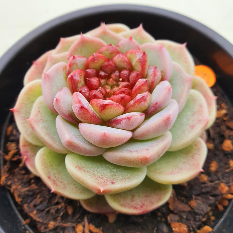 天鹅绒 Echeveria 'Red Velvet'